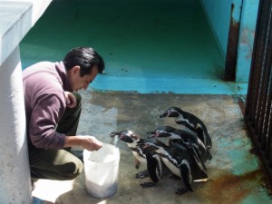 名古屋市から寄贈されたフンボルトペンギン